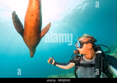 Taucher nähert sich sea lion Family unterwasser Spaß und Spiel zu haben Stockfoto