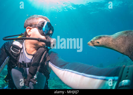 Taucher nähert sich sea lion Family unterwasser Spaß und Spiel zu haben Stockfoto