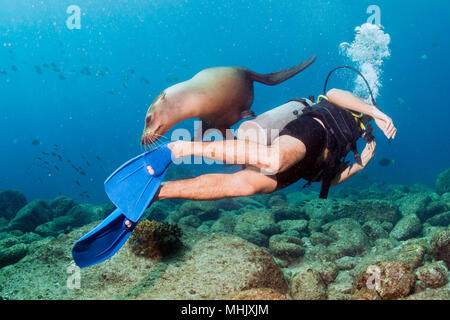 Taucher nähert sich sea lion Family unterwasser Spaß und Spiel zu haben Stockfoto