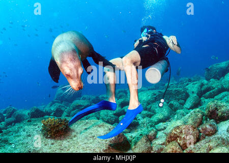 Taucher nähert sich sea lion Family unterwasser Spaß und Spiel zu haben Stockfoto