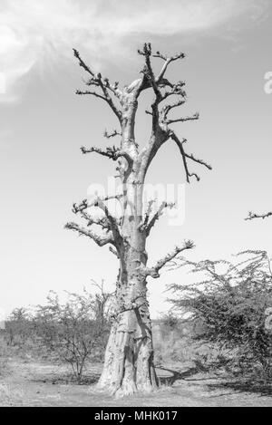 Baobab Baum in Schwarz und Weiß Stockfoto