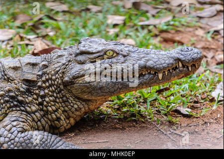 Nilkrokodil (Crocodylus niloticus), Afrika Stockfoto