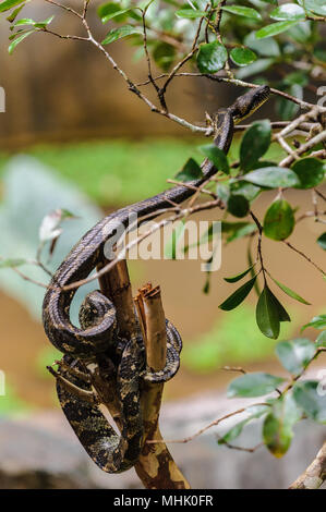 Madagaskar Ground Boa auf einem Stick Stockfoto