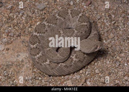 Western Diamond backed Klapperschlange (Crotalus Atrox) von Maricopa County, Arizona, USA. Stockfoto