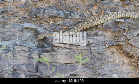 Eine schwarze-tailed Klapperschlange kriecht entlang einer Felswand in der Sonora Wüste in Arizona, USA. Stockfoto