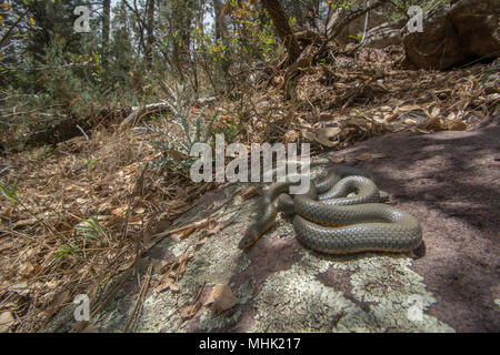 Regal Ring-necked Schlange (Diadophis punctatus regalis) von Gila County, Arizona, USA. Stockfoto