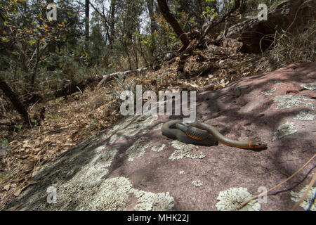 Regal Ring-necked Schlange (Diadophis punctatus regalis) von Gila County, Arizona, USA. Stockfoto