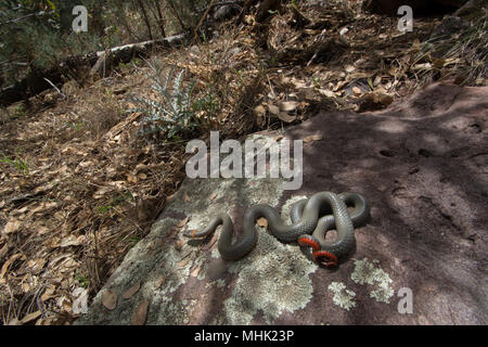 Regal Ring-necked Schlange (Diadophis punctatus regalis) von Gila County, Arizona, USA. Stockfoto