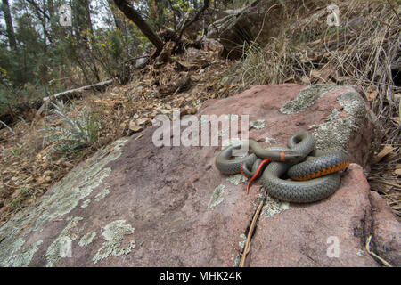 Regal Ring-necked Schlange (Diadophis punctatus regalis) von Gila County, Arizona, USA. Stockfoto