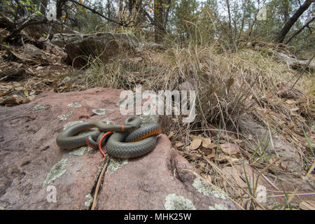 Regal Ring-necked Schlange (Diadophis punctatus regalis) von Gila County, Arizona, USA. Stockfoto