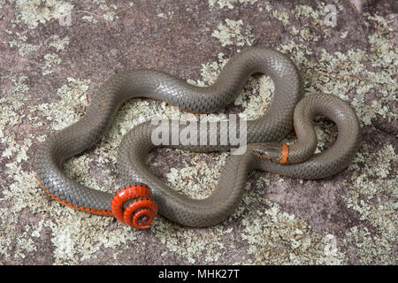 Regal Ring-necked Schlange (Diadophis punctatus regalis) von Gila County, Arizona, USA. Stockfoto