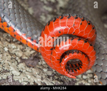 Regal Ring-necked Schlange (Diadophis punctatus regalis) von Gila County, Arizona, USA. Stockfoto