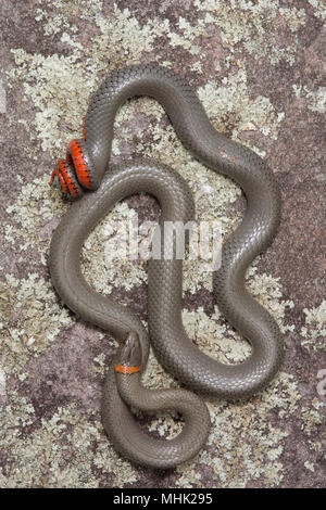 Regal Ring-necked Schlange (Diadophis punctatus regalis) von Gila County, Arizona, USA. Stockfoto