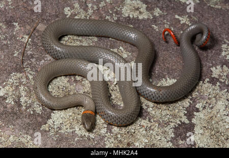 Regal Ring-necked Schlange (Diadophis punctatus regalis) von Gila County, Arizona, USA. Stockfoto