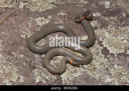 Regal Ring-necked Schlange (Diadophis punctatus regalis) von Gila County, Arizona, USA. Stockfoto