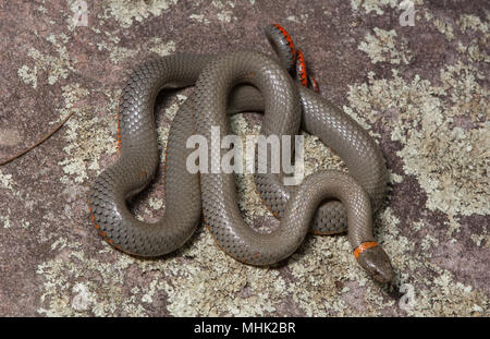 Regal Ring-necked Schlange (Diadophis punctatus regalis) von Gila County, Arizona, USA. Stockfoto