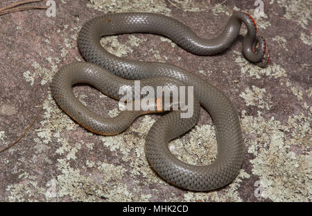 Regal Ring-necked Schlange (Diadophis punctatus regalis) von Gila County, Arizona, USA. Stockfoto