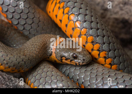 Regal Ring-necked Schlange (Diadophis punctatus regalis) von Gila County, Arizona, USA. Stockfoto