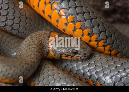 Regal Ring-necked Schlange (Diadophis punctatus regalis) von Gila County, Arizona, USA. Stockfoto