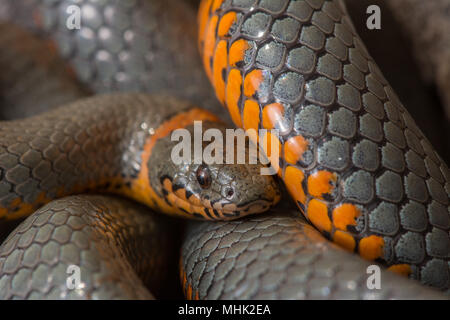 Regal Ring-necked Schlange (Diadophis punctatus regalis) von Gila County, Arizona, USA. Stockfoto