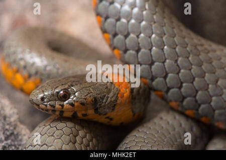 Regal Ring-necked Schlange (Diadophis punctatus regalis) von Gila County, Arizona, USA. Stockfoto