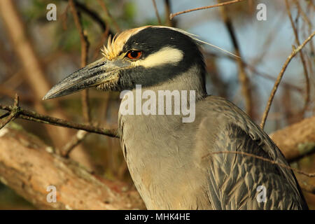 Ein holzig Porträt einer Schwarz-gekrönten Night Heron. Stockfoto