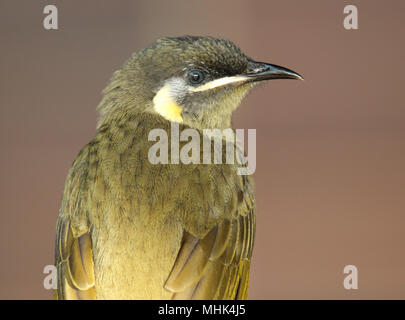 Ein Portrait eines Lewin Honeyeater in Lamington National Park. Stockfoto