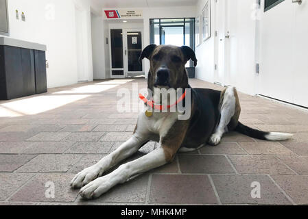 Coast Guard Station Port Canaveral's Maskottchen, Zufall, liegt unten am Haupteingang des Bahnhofs, 15. März 2018, in Port Canaveral, Florida. Chance ist viereinhalb Jahre alt und hat an der Station Port Canaveral für ein Jahr gewesen. (U.S. Küstenwache Stockfoto