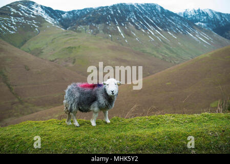 Herdwick Lamm für die Kamera in den Bereichen Windermere, Cumbria, Großbritannien posieren. Feb 2018 Stockfoto