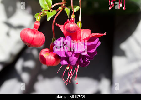 Nahaufnahme der schöne rote und lila fuchsia Blumen in den verschiedenen Stadien der Blüte Stockfoto
