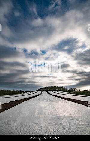 Schutzfolie für Pflanzen junger Kohl im Frühjahr, lange Perspektive geschossen mit Moody bewölkten Himmel. Stockfoto