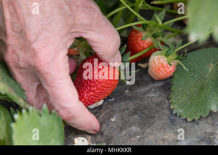02. Mai 2018, Deutschland, Hessen: Ein älterer Mann eine frische Erdbeere auf dem Bauernhof. Die ersten Erdbeeren aus der Region sind bereits verkauft, aber die Saison in Hessen ist nun in Fahrt. Foto: Fabian Sommer/dpa Stockfoto
