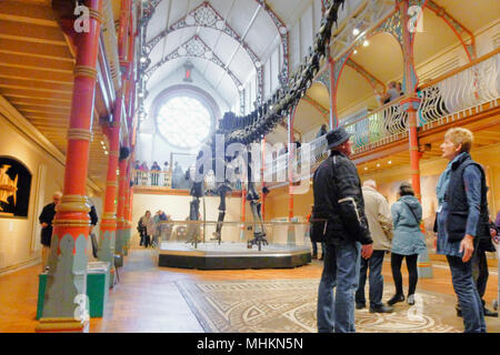 Dorchester, Großbritannien. 2. Mai 2018. "Ippy', das Natural History Museum von berühmten diplodocus Skelett geworfen, Blätter Dorchester, nächste Woche, nach 3 Monaten und in der Nähe der 150.000 Besucher. Seinen letzten Tag im Dorset County Museum wird am 7. Mai. Nächster Halt, Birmingham! Credit: stuart Hartmut Ost/Alamy leben Nachrichten Stockfoto