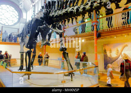 Dorchester, Großbritannien. 2. Mai 2018. "Ippy', das Natural History Museum von berühmten diplodocus Skelett geworfen, Blätter Dorchester, nächste Woche, nach 3 Monaten und in der Nähe der 150.000 Besucher. Seinen letzten Tag im Dorset County Museum wird am 7. Mai. Nächster Halt, Birmingham! Credit: stuart Hartmut Ost/Alamy leben Nachrichten Stockfoto