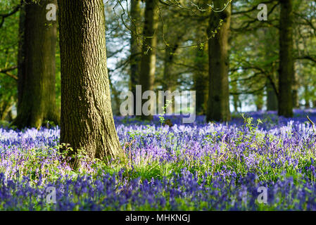 Misk Hügel, Hucknall, Nottinghamshire, UK: 02. Mai 2018. UK Wetter: Nach einem Morgen Regen, abends Sonnenlicht beleuchtet die Masse der Bluebells in einem lokalen Buche und Eiche sommergrünen Wäldern in Nottinghamshire. Credit: Ian Francis/Alamy leben Nachrichten Stockfoto