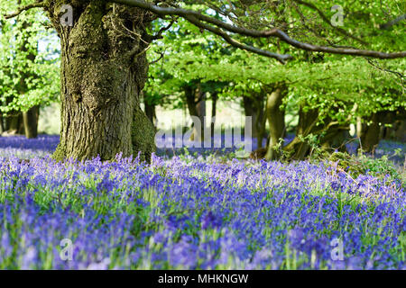 Misk Hügel, Hucknall, Nottinghamshire, UK: 02. Mai 2018. UK Wetter: Nach einem Morgen Regen, abends Sonnenlicht beleuchtet die Masse der Bluebells in einem lokalen Buche und Eiche sommergrünen Wäldern in Nottinghamshire. Credit: Ian Francis/Alamy leben Nachrichten Stockfoto