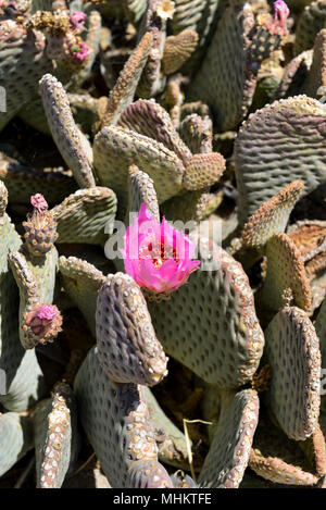 Blühende Chaparral Feigenkakteen Stockfoto