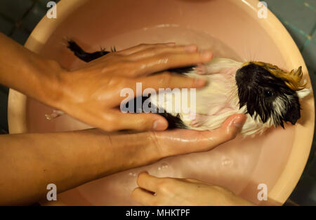 Selektiver Fokus auf Weiß, Schwarz, Orange Braun Meerschweinchen nehmen ein Bad in der Wanne. Der inländische Meerschweinchen, auch als inländische Cavia oder Simpl bekannt Stockfoto