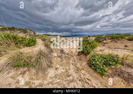 Dünenvegetation an voidokilia Strand unter dunklen cloudede Himmel, einer der schönsten Strände in das mediterrane Europa, Messenien, Griechenland Stockfoto