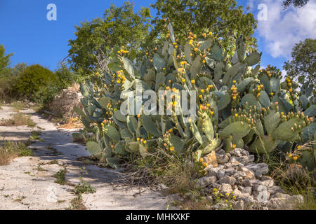 Indische bild Kaktus (Opuntia ficus Indica, Opuntia ficus-barbarica) kann ein Schädling in einigen Teilen von Zypern. Stockfoto