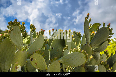 Indische Feige, Feigenkaktus (Opuntia ficus-indica, Opuntia ficus-barbarica) kann ein Schädling in einigen Teilen von Zypern. Stockfoto