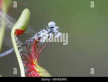 Runde-leaved Sonnentau (Drosera rotundifolia), ist die Fütterung auf arktischen bluet (Coenagrion johanssoni) Stockfoto