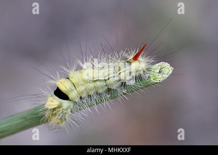 Pale tussock Motte Calliteara pudibunda Raupe, Stockfoto