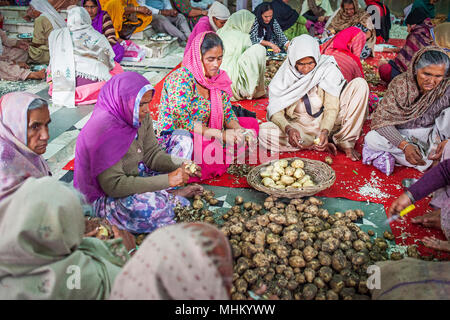 Freiwillige Vorbereitung Kartoffeln kochen, Mahlzeiten für die Pilger, die den goldenen Tempel jeden Tag besuchen, sie dienen kostenlose Nahrungsmittel für 60.000 - 80,00 Stockfoto