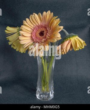 Frühlingszeit Stockfoto
