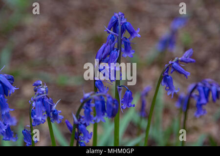 Frühlingszeit Stockfoto
