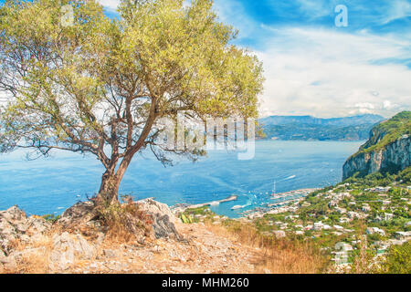 Blick auf die Marina Grande von Mountain Top mit alten Olivenbaum im Vordergrund, Capri, Salerno, Amalfiküste, Kampanien, Italien Stockfoto