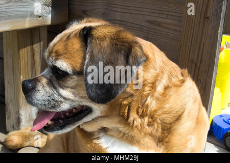 Einen Puggle Leben zu genießen. Stockfoto