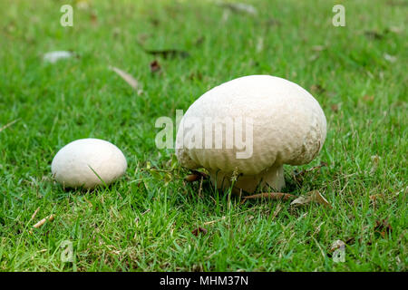 Calvatia gigantea mushroom Giant puffball in der Wiese. Riesige puffball Pilz - Lecker und gesund Essen. Stockfoto