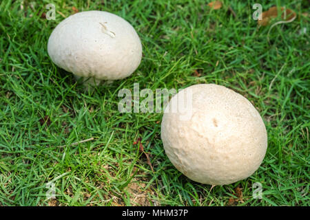 Calvatia gigantea mushroom Giant puffball in der Wiese. Riesige puffball Pilz - Lecker und gesund Essen. Stockfoto